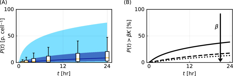 Mathematical modeling generates predictions of quantities that are challenging to observe experimentally.