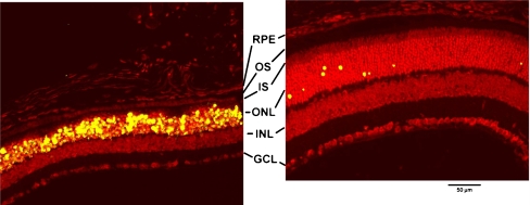 Fig. 9