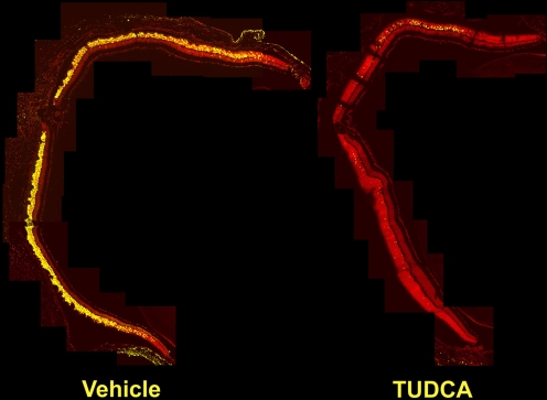 Fig. 7