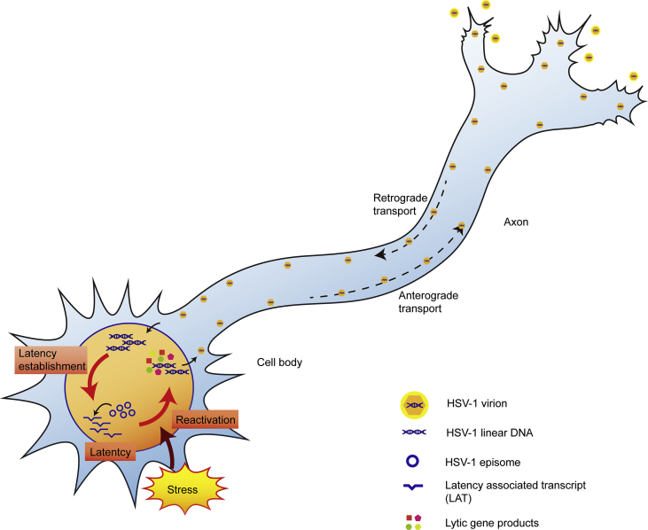 Figure 1