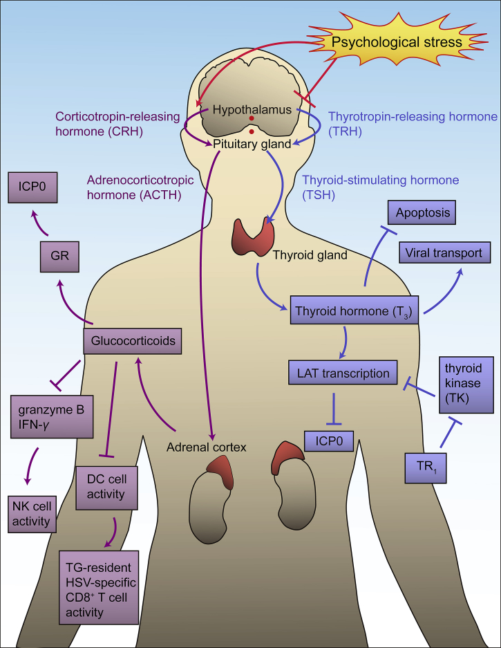 Figure 7