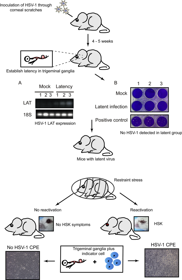 Figure 6