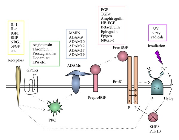 Figure 7