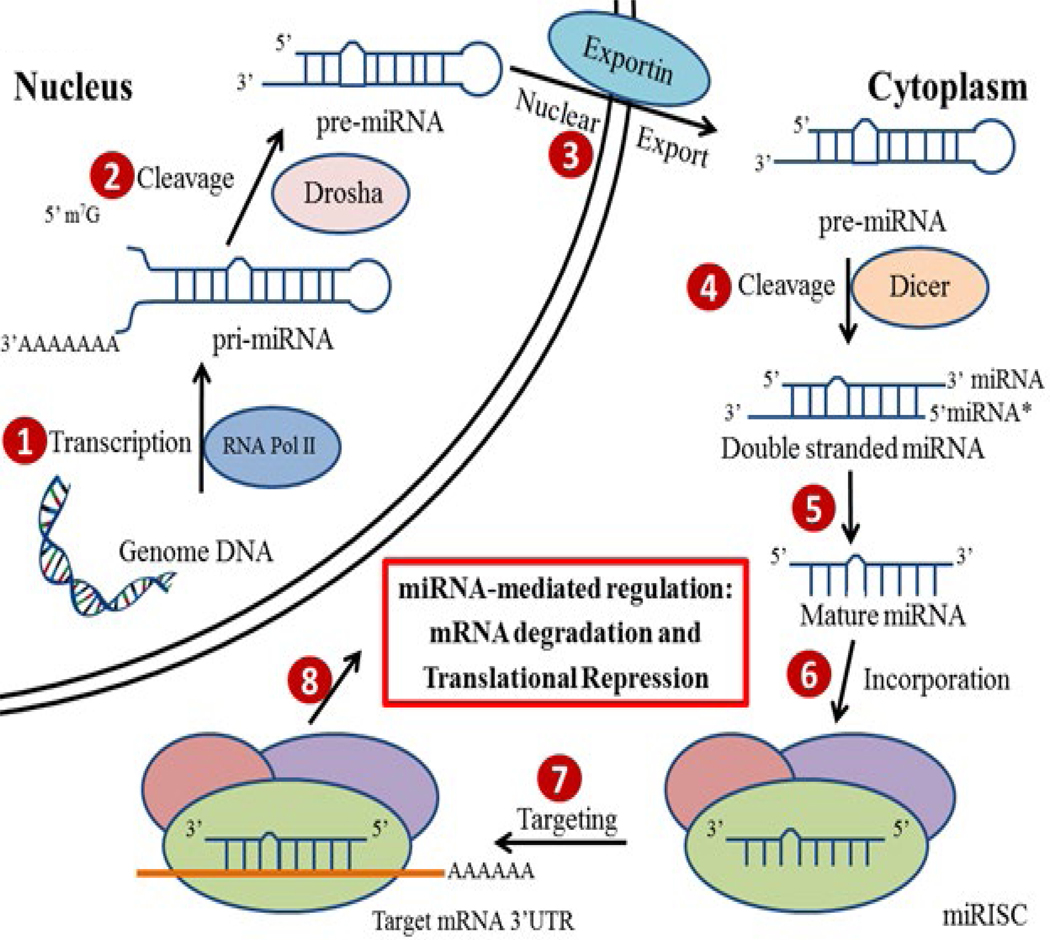 Figure 1: