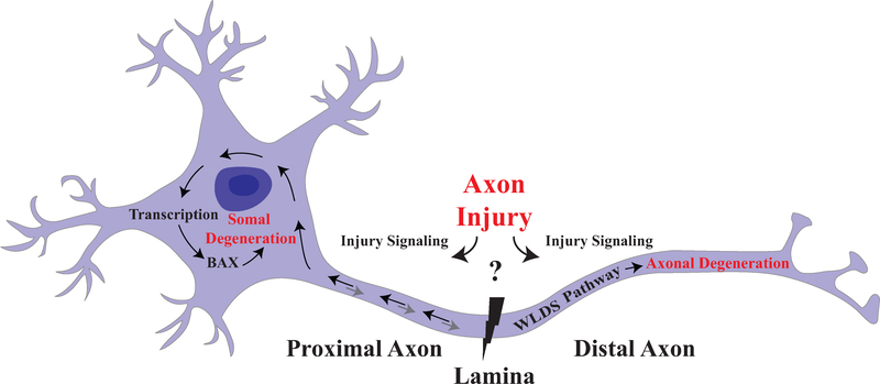 Figure 2: