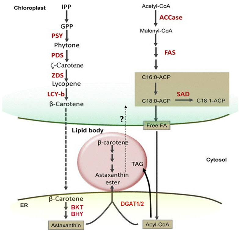 Figure 13