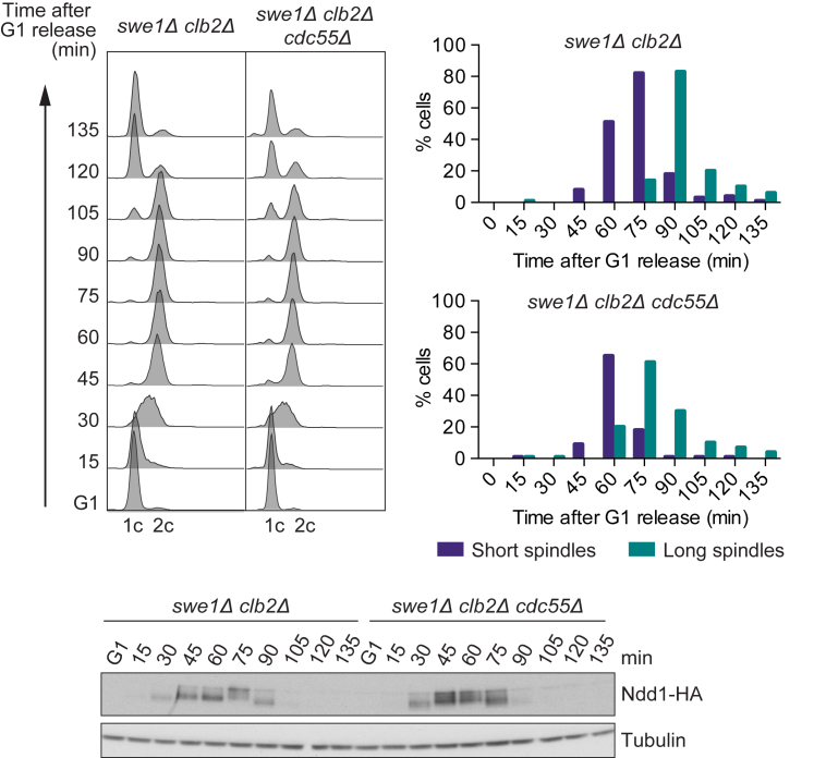 Figure 5