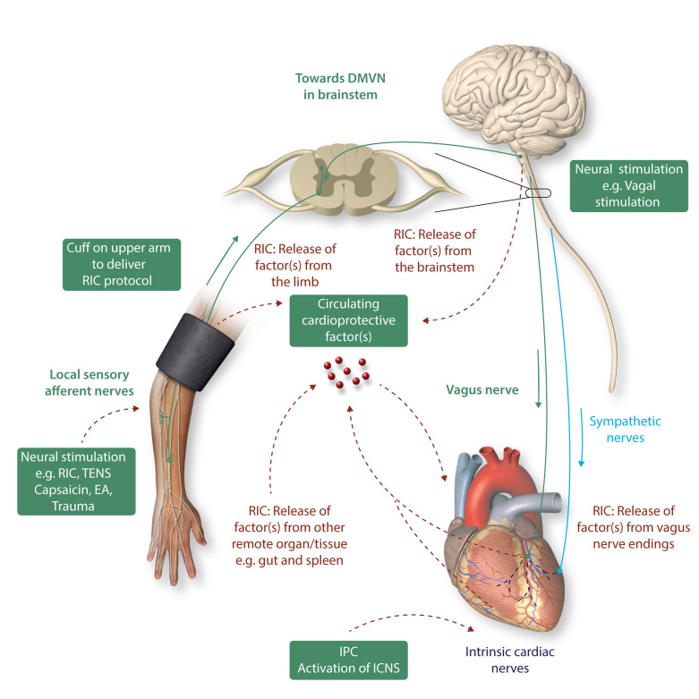 Graphical Abstract