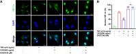 Fig. 11