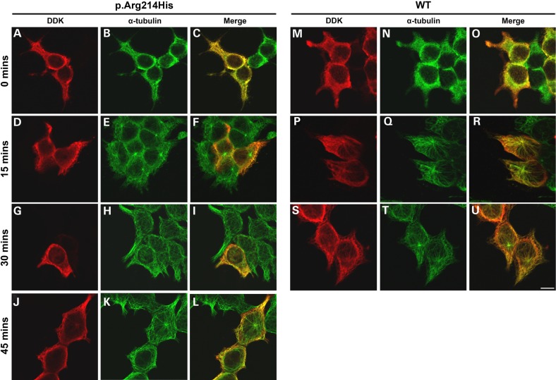 Figure 4.