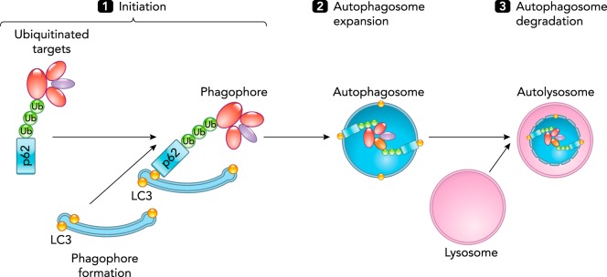 FIGURE 1.