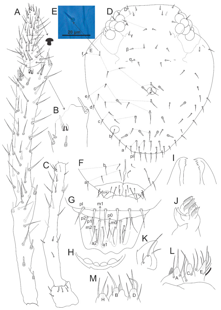 Figure 20