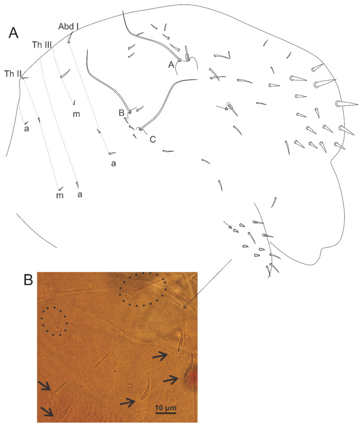 Figure 22