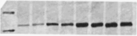 figs20