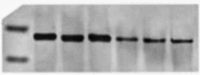 figs22
