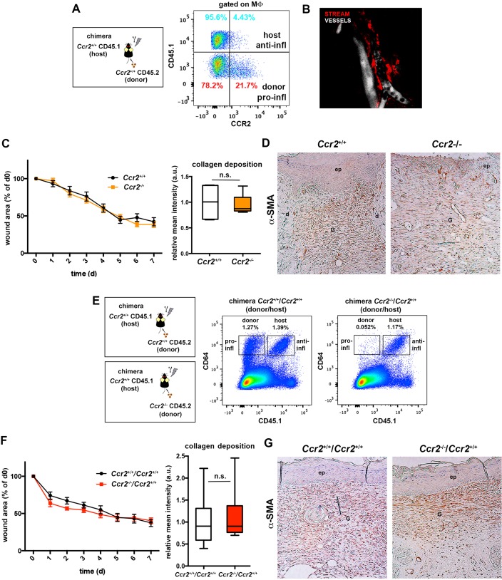 Figure 10—figure supplement 1.