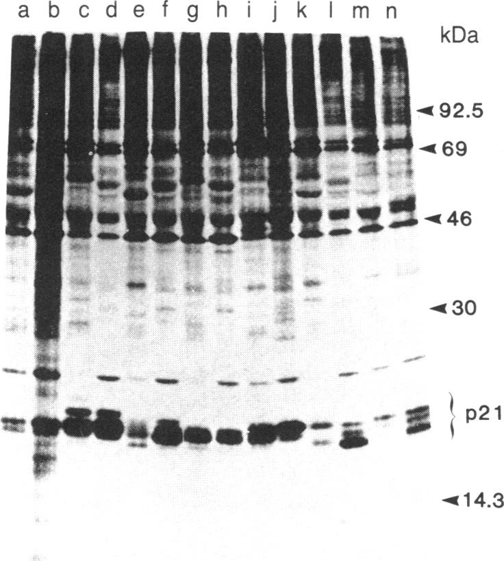 graphic file with name pnas00341-0053-a.jpg