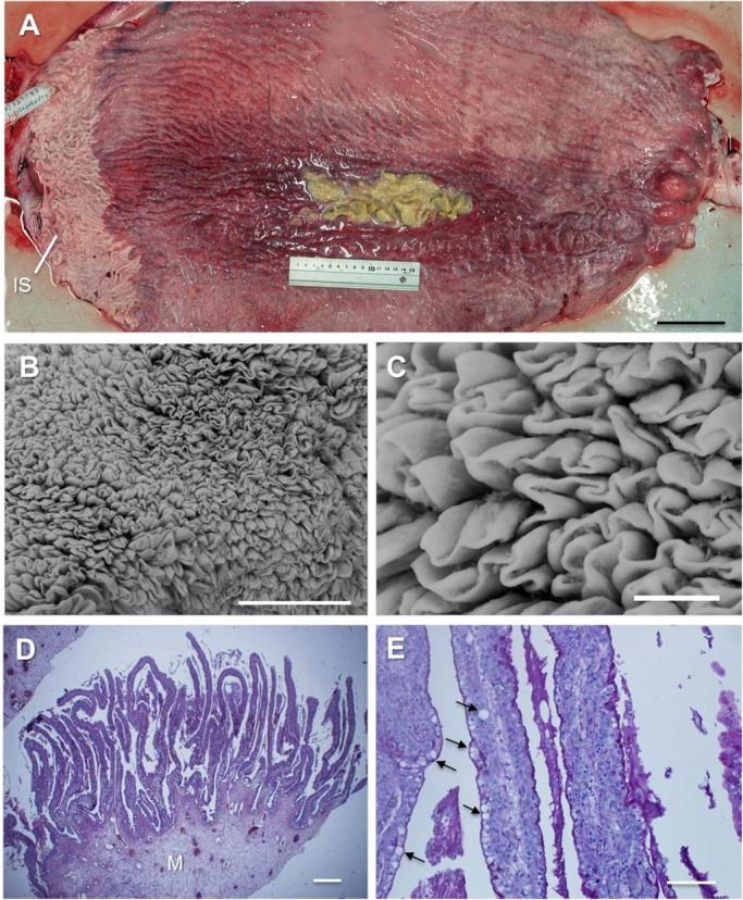 Fig. 3.