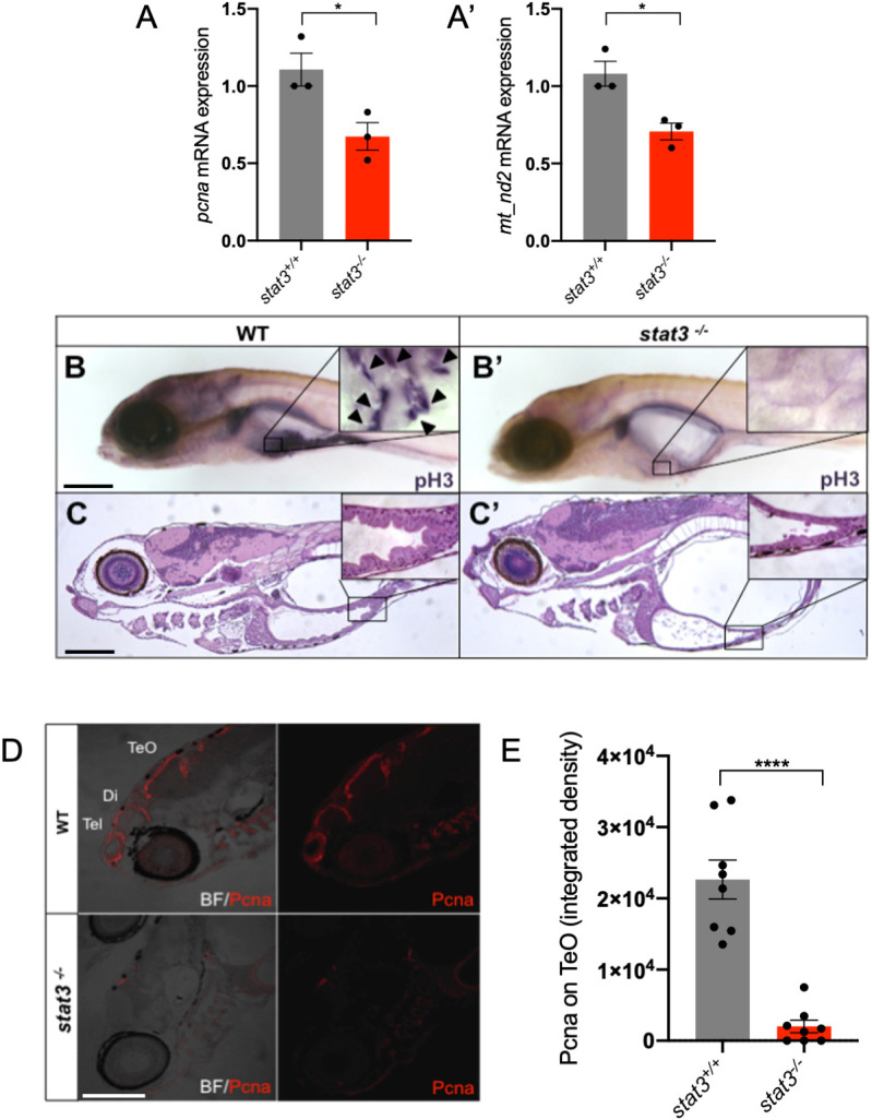 Fig. 10.