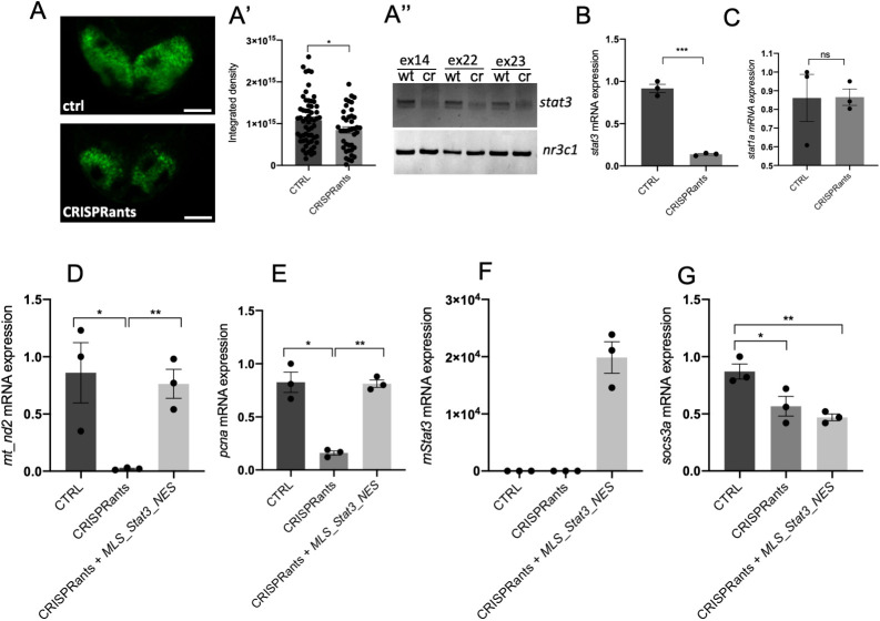 Fig. 9.