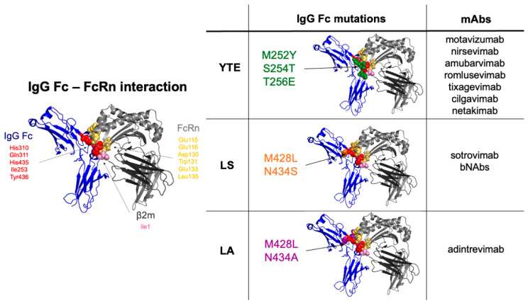 Monoclonal Antibody Engineering and Design to Modulate FcRn Activities ...