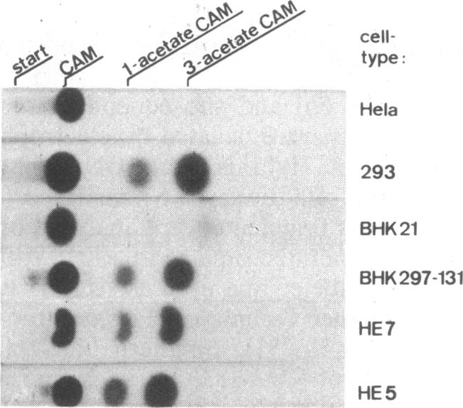 graphic file with name pnas00310-0066-a.jpg