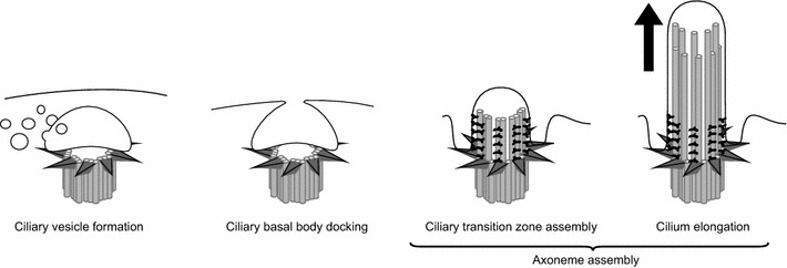 Fig. 5