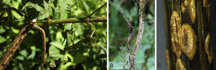 Fig. 9