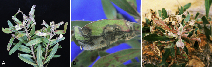Fig. 26