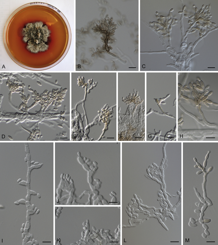Fig. 30