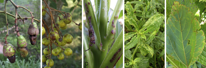 Fig. 1