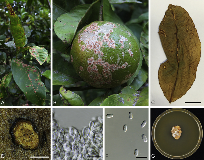Fig. 11