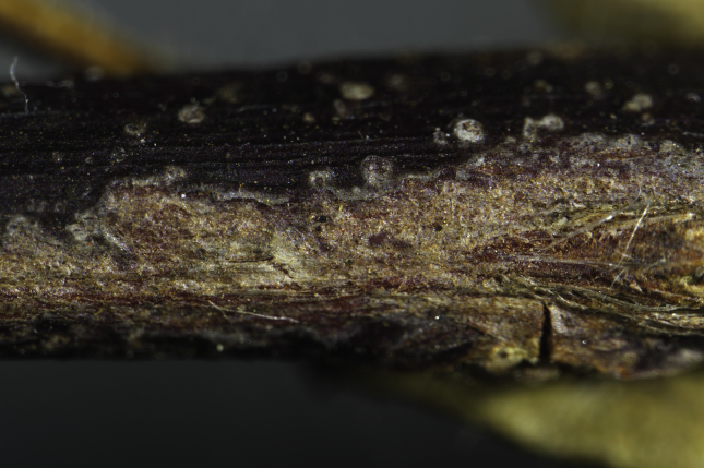 Fig. 10
