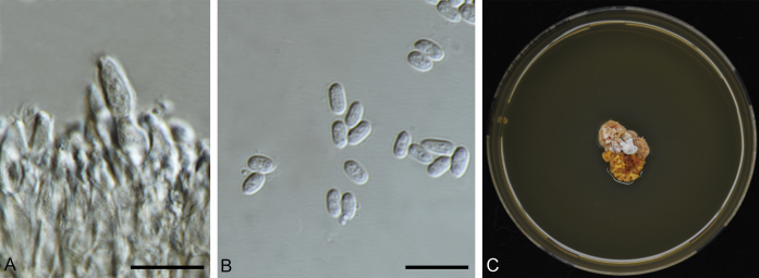 Fig. 20