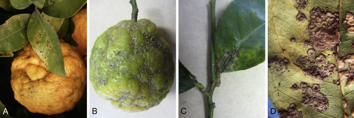 Fig. 15