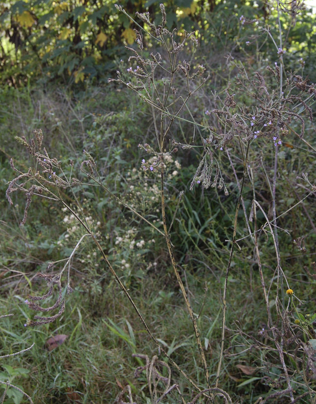 Fig. 32