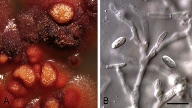 Fig. 8