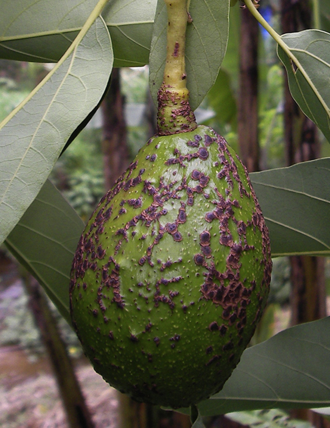 Fig. 22