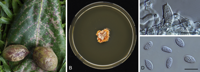 Fig. 31