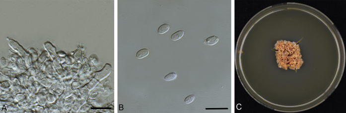 Fig. 28