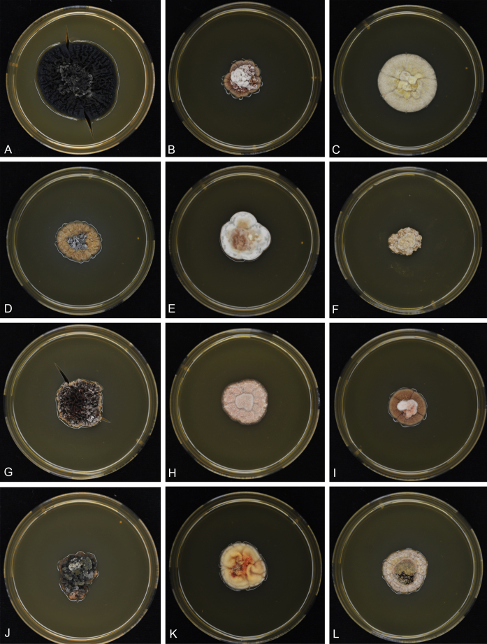 Fig. 3