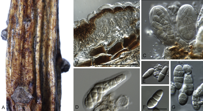 Fig. 2