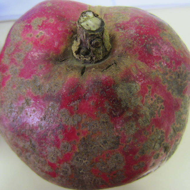 Fig. 27