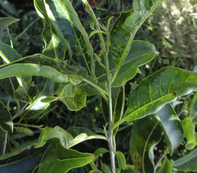 Fig. 29