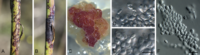 Fig. 21