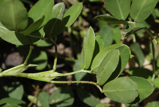 Fig. 6
