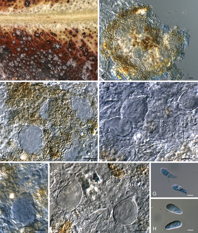 Fig. 14