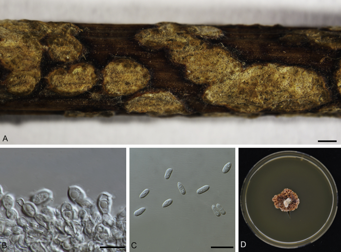 Fig. 18