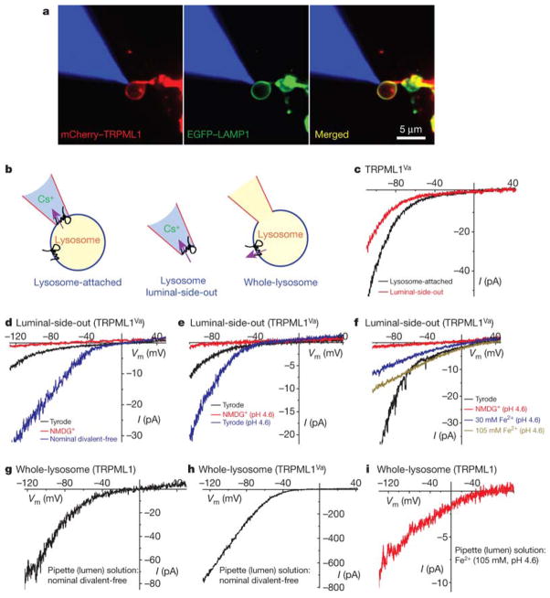 The Type IV Mucolipidosis-Associated Protein TRPML1 is an Endo ...