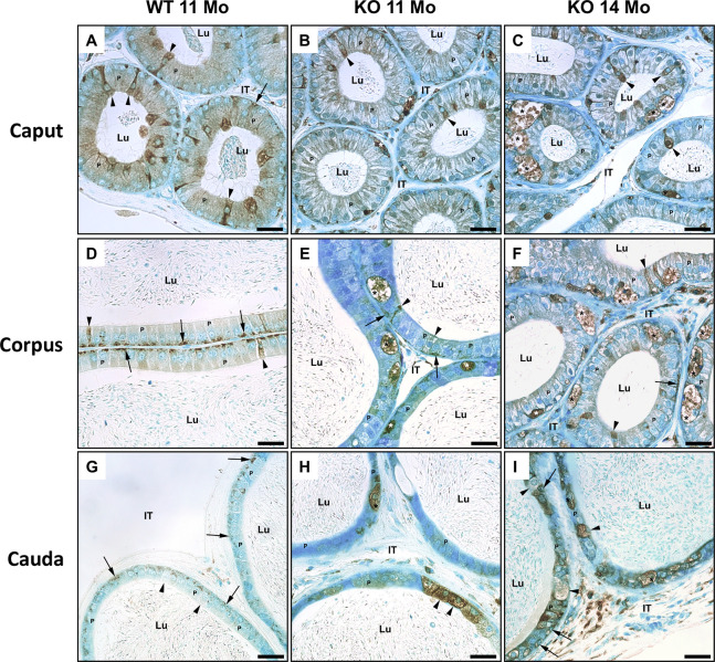 Fig 10